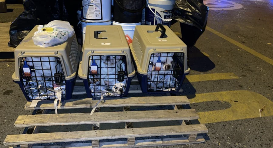 Guacales certificados para transporte de cachorros