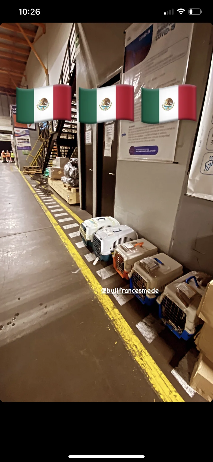 Envío internacional de cachorros Colombia