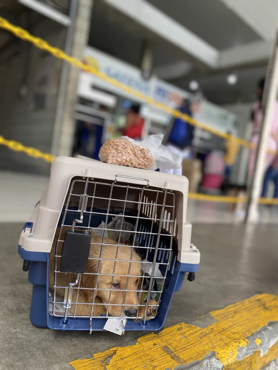 Cachorros listos para embarque