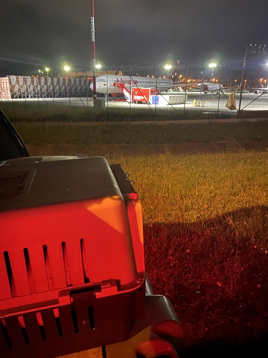 Proceso de entrega de cachorro