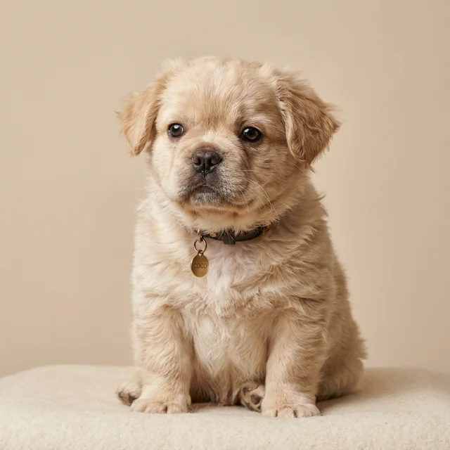 Cachorro Bulldog Francés Fluffy en Barranquilla