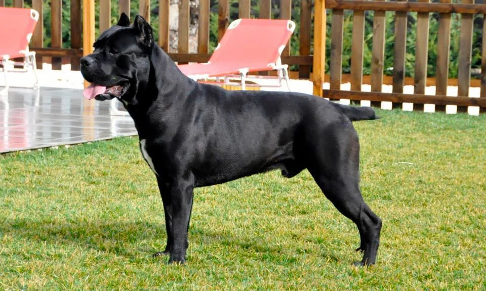 Cachorro Cane Corso en Barranquilla
