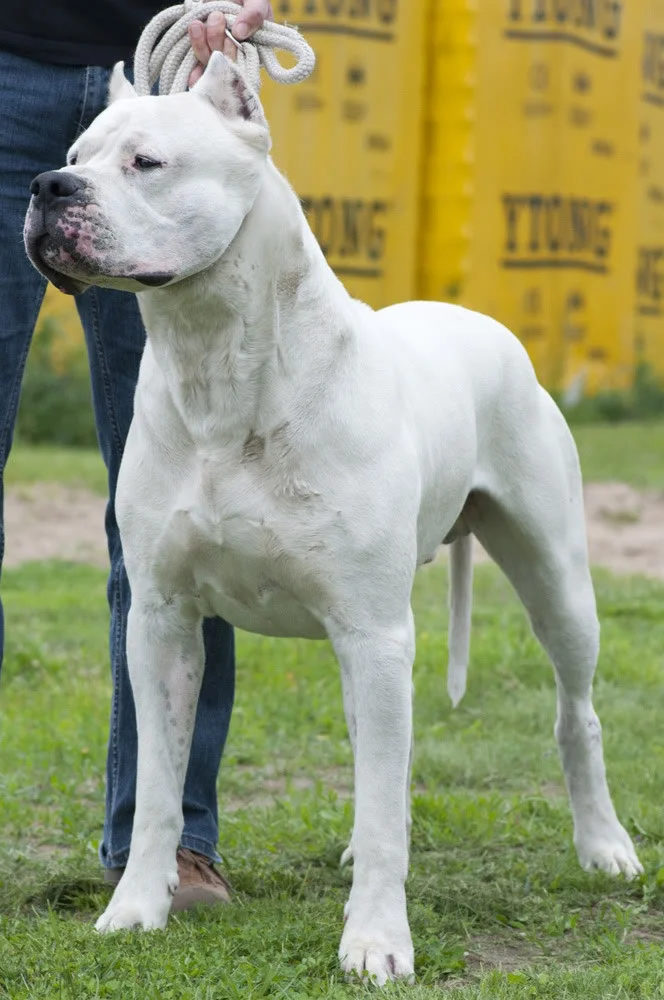 Cachorro Dogo Argentino en Barranquilla