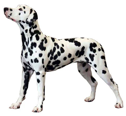 Cachorro Dálmata en Barranquilla