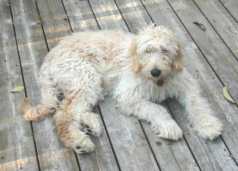 Cachorro Goldendoodle en Barranquilla
