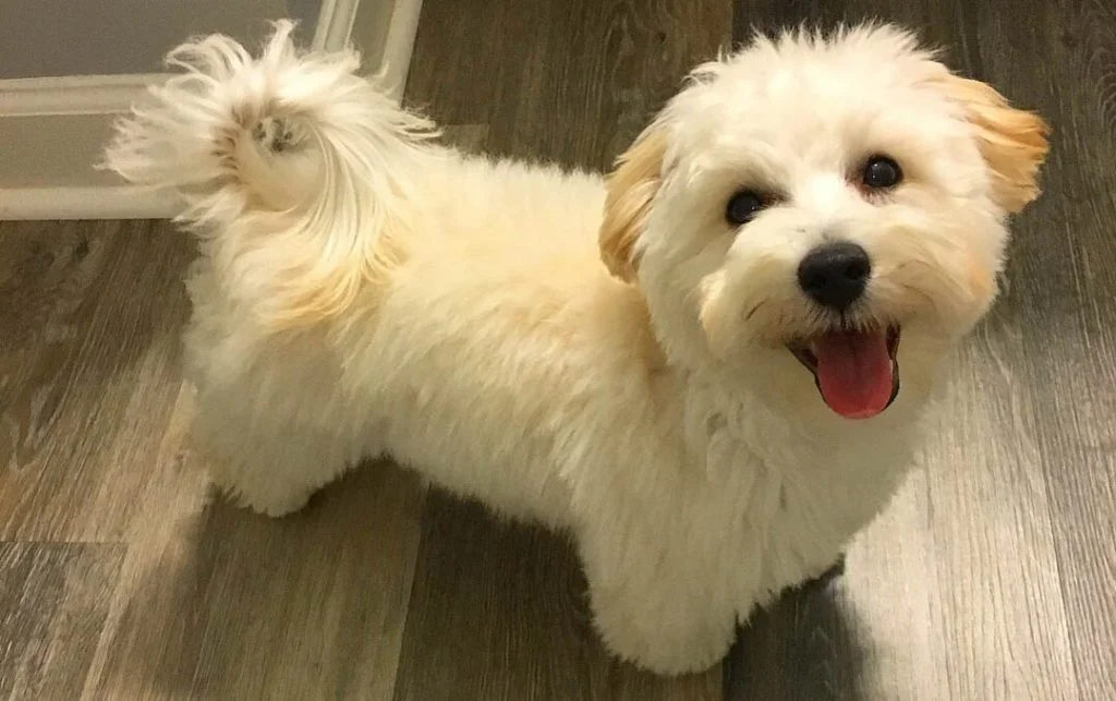 Cachorro Maltipoo en Barranquilla