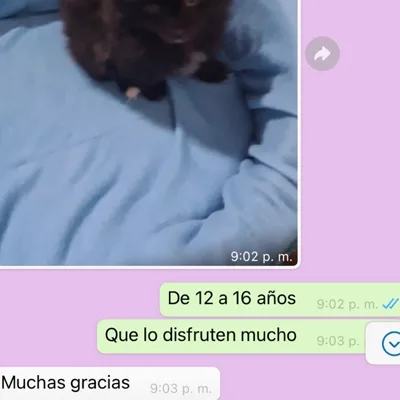 Pomerania negro entregado