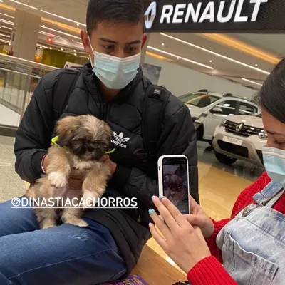 Entrega cachorro Sabaneta