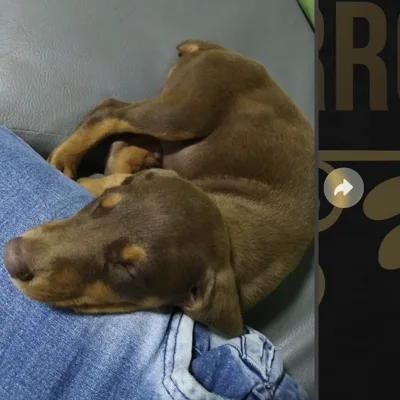 Cachorro Doberman entregado