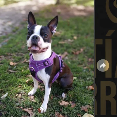 Boston Terrier hace 2 años