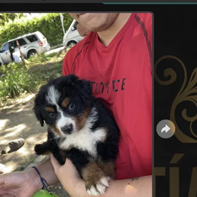 Bernés de la Montaña cachorro